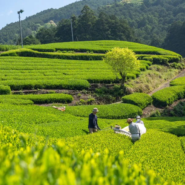 茶畑の風景